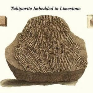 Tubiporite Imbedded in Limestone by James Parkinson - Art Print