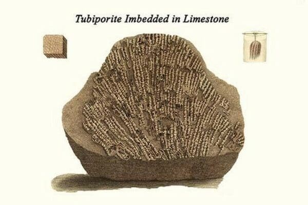 Tubiporite Imbedded in Limestone by James Parkinson - Art Print