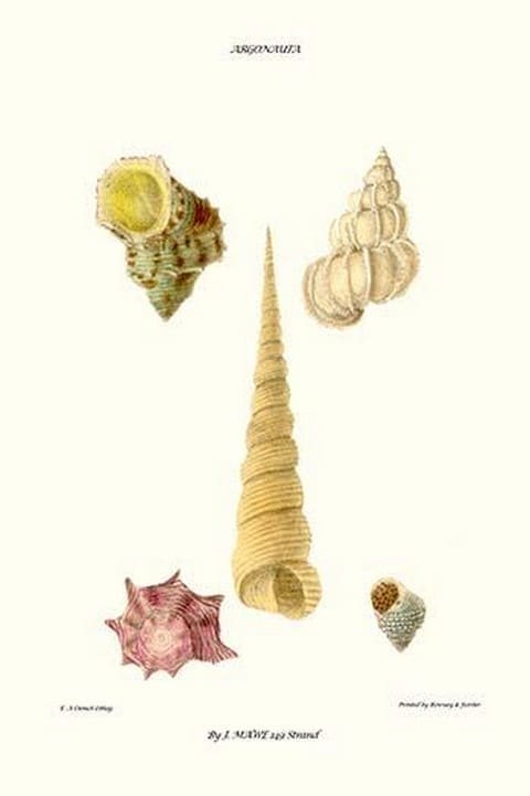 Turban Shells By John Mawe - Art Print