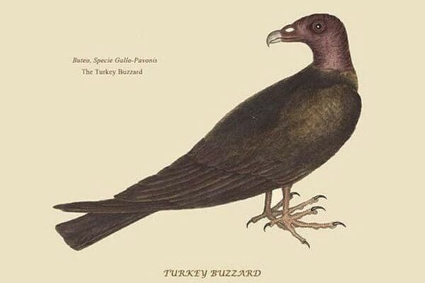 Turkey Buzzard by Mark Catesby - Art Print