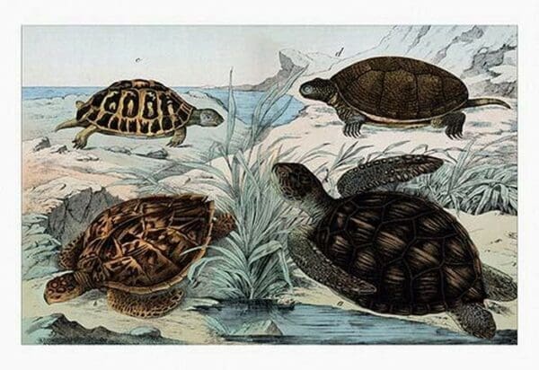 Turtles and Tortoises by Heinrich V. Schubert - Art Print