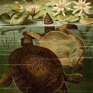 Turtles by Friedrich Wilhelm Kuhnert - Art Print