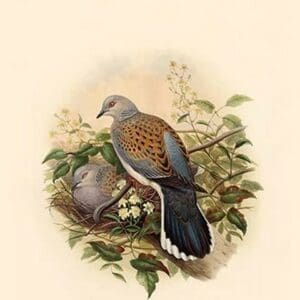 Turtur Auritus - Turtledove by John Gould - Art Print