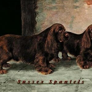 Two Champion Sussex Spaniels - Art Print