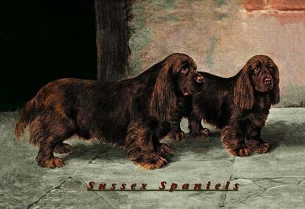 Two Champion Sussex Spaniels - Art Print