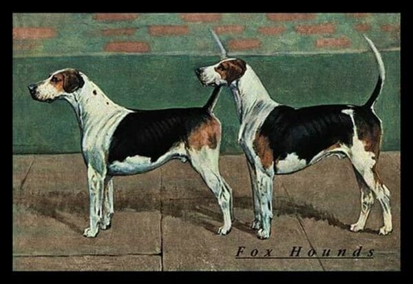 Two Fox Hounds - Art Print