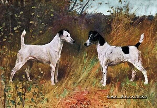 Two Fox Terriers - Art Print