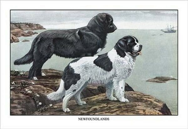 Two Newfoundlands by Louis Agassil Fuertes - Art Print