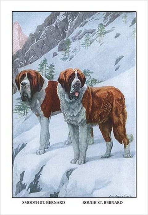 Two Saint Bernards by Louis Agassil Fuertes - Art Print