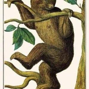 Two toed sloth by Albertus Seba - Art Print