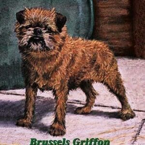 Typical Brussels Griffon Champion - Art Print