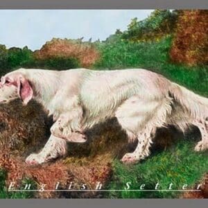 Typical English Setter - Art Print