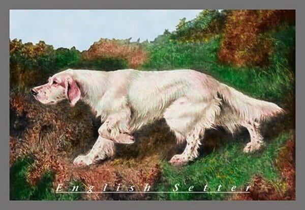 Typical English Setter - Art Print