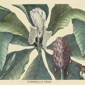 Umbrella Tree by Mark Catesby #2 - Art Print