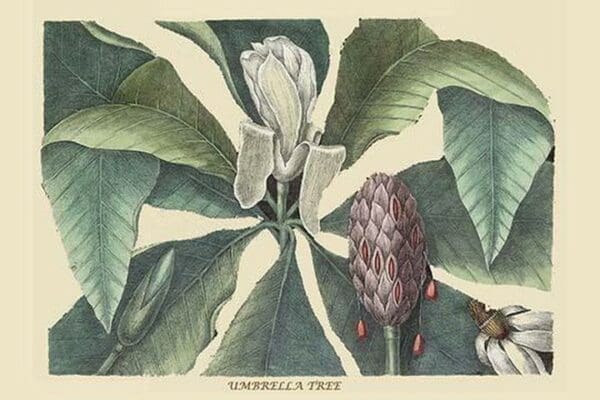 Umbrella Tree by Mark Catesby #2 - Art Print