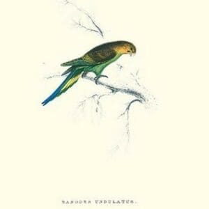 Undulated Parakeet - Nelopsittacus Undulatus by Edward Lear - Art Print