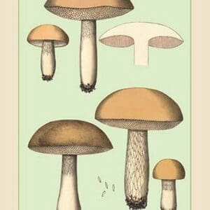 Unwholesome Fungi: Bitter Boletus - Art Print