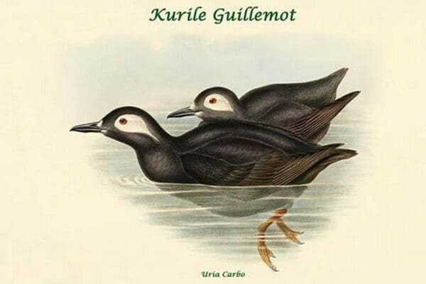 Uria Carbo - Kurile Guillemot by John Gould - Art Print