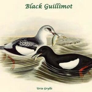 Uria Grylle - Black Guillimot by John Gould - Art Print