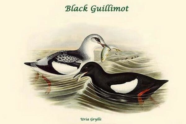 Uria Grylle - Black Guillimot by John Gould - Art Print