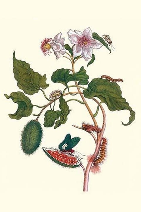 Urucu Tree a Phidias Firetip Butterfly by Maria Sibylla Merian - Art Print