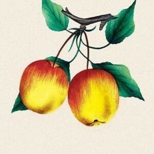 Van Wick Crab Apple - Art Print