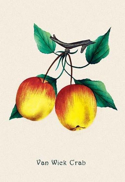 Van Wick Crab Apple - Art Print