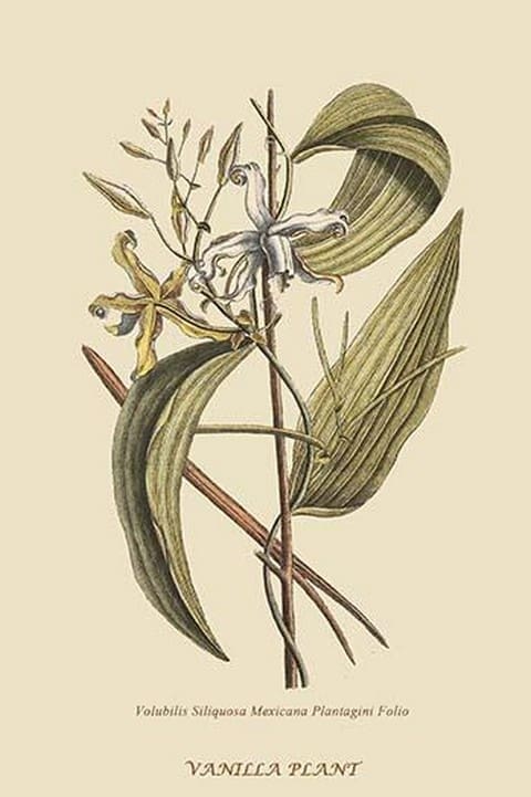 Vanilla Plant by Mark Catesby #2 - Art Print