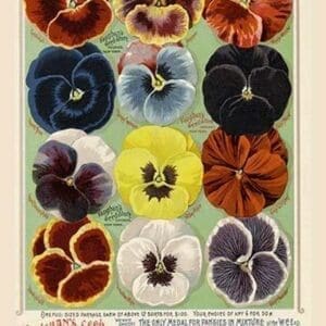 Vaughan's Seed Store - Pansies - Art Print