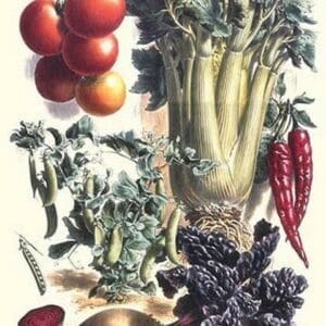 Vegetables; Beet