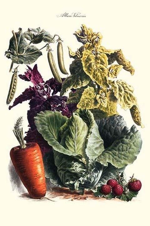 Vegetables; Cabbage