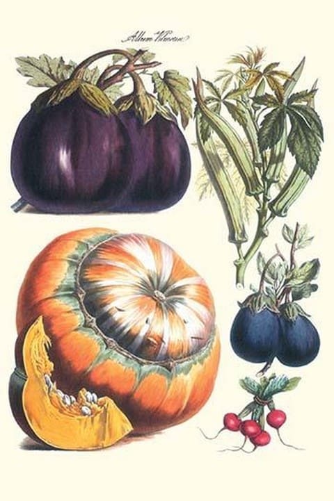 Vegetables; eggplant