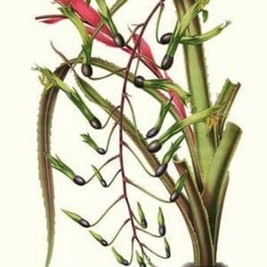 Venezuelan Bromeliad by Louis Benoit Van Houtte #2 - Art Print