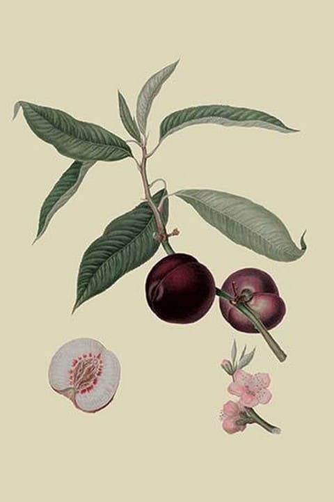 Vermash Nectarine by William Hooker - Art Print