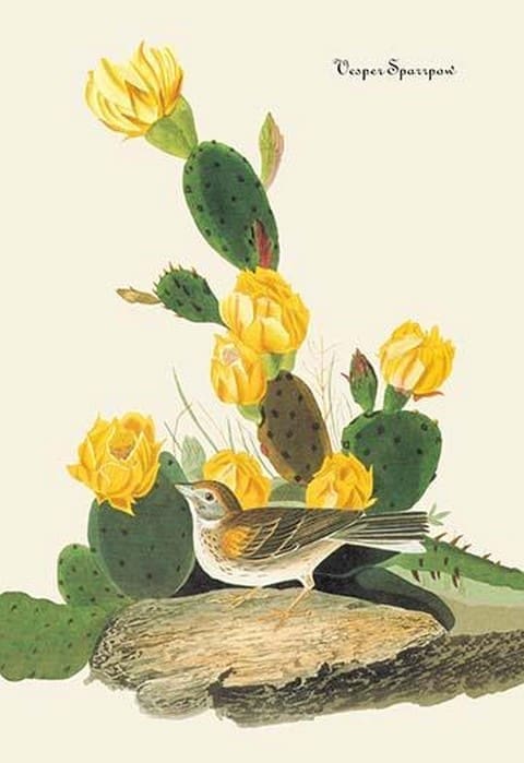 Vesper Sparrow by John James Audubon - Art Print