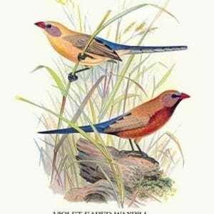 Violet Eared Waxbill by Arthur Gardiner Butler - Art Print