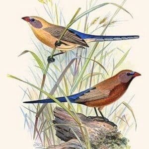 Violet-Eared Waxbill by Frederick William Frohawk #2 - Art Print