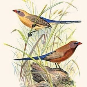 Violet-Eared Waxbill by Frederick William Frohawk - Art Print