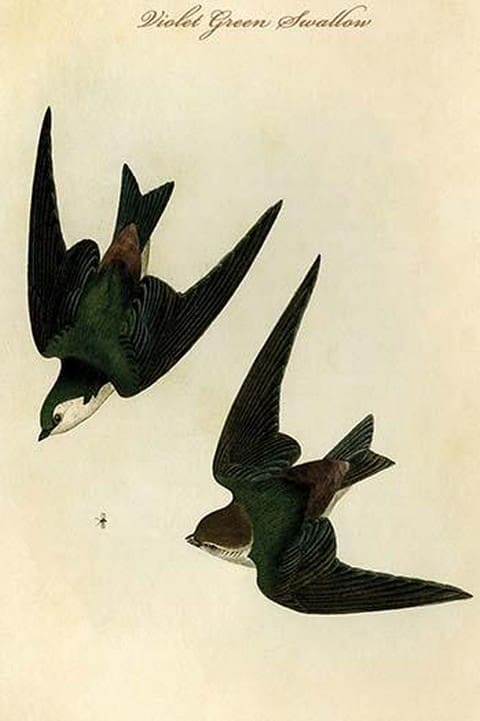 Violet Green Swallow by John James Audubon - Art Print