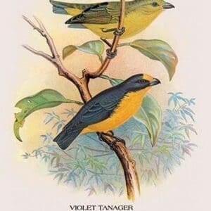 Violet Tanager by Arthur Gardiner Butler - Art Print