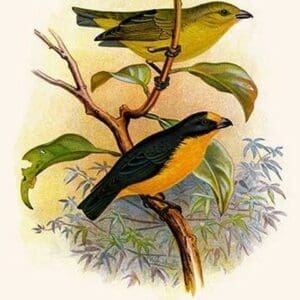 Violet Tanager by Frederick William Frohawk #2 - Art Print