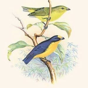 Violet Tanager by Frederick William Frohawk - Art Print