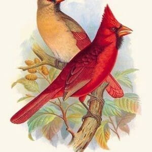 Virginian Cardinal by Arthur Gardiner Butler - Art Print