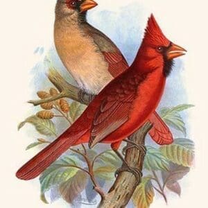 Virginian Cardinal by Frederick William Frohawk #2 - Art Print