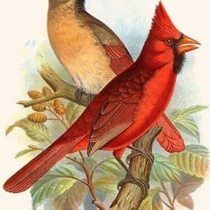 Virginian Cardinal by Frederick William Frohawk - Art Print