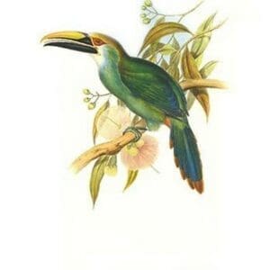 Wagler's Toucanet by John Gould #2 - Art Print