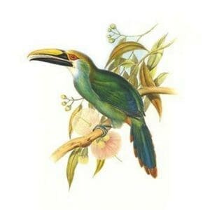 Wagler's Toucanet by John Gould - Art Print