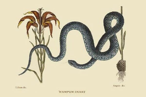 Wampum Snake by Mark Catesby #2 - Art Print