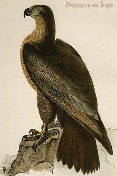 Washington sea Eagle by John James Audubon - Art Print