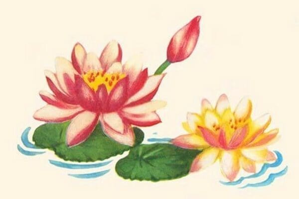 Water Lilies - Art Print